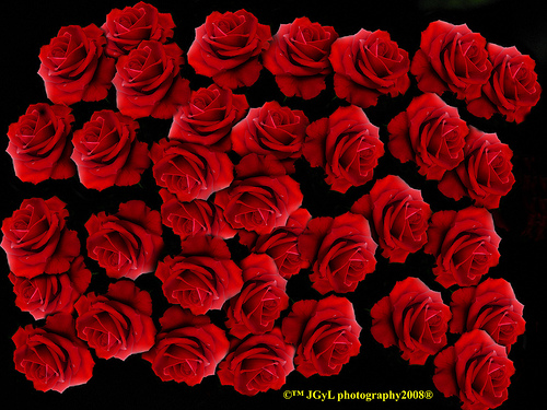 a dozen red roses