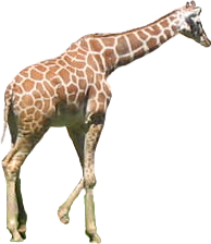 a Giraffe