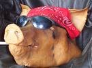 Picture of subparpig Picture of subparpig