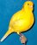 mrcanaryyellow