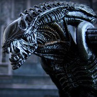 Picture of adamxeno Picture of adamxeno